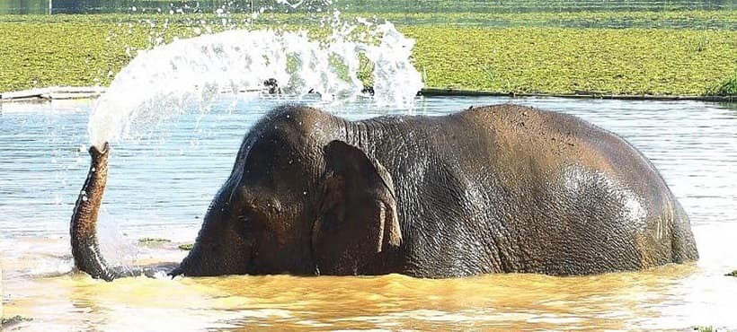 Kayaking & Elephant Ride