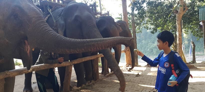 Kayaking & Elephant Ride